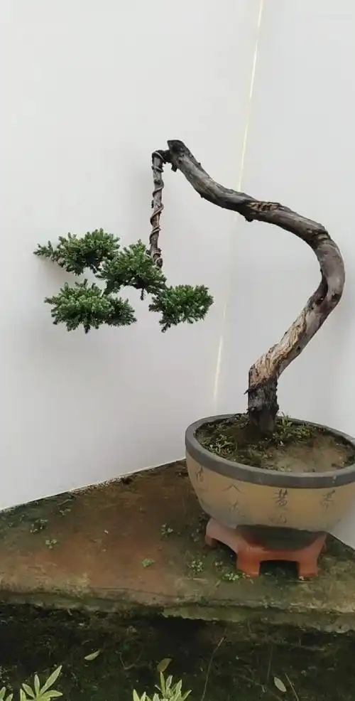 文人地柏盆景