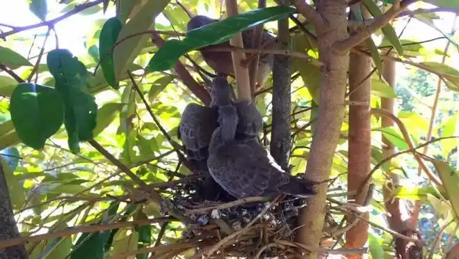 搭窝潦潦草草,养娃却很用心:说的就是珠颈斑鸠了 | 鸟话鸟说 02|雄鸟|