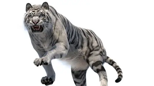 老虎收藏3d模型