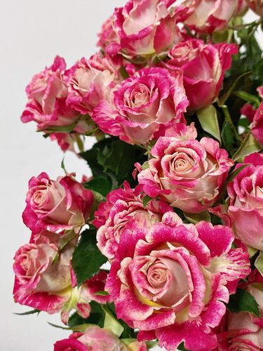 铃兰家巴拉2021新品多头切花玫瑰玫瑰花花苗盆栽花卉