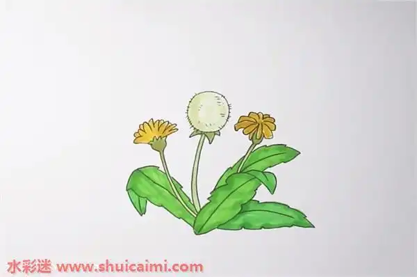 蒲公英怎么画 蒲公英简笔画步骤图 - 水彩迷