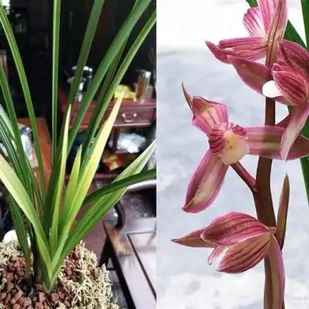 春剑多艺铭品:金丝红玉(引种苗)艺漂亮 - 兰花交易网