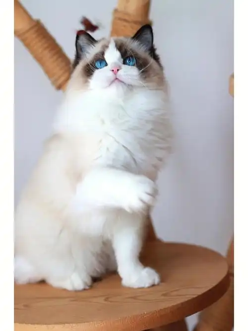 甜美海双布偶妹妹