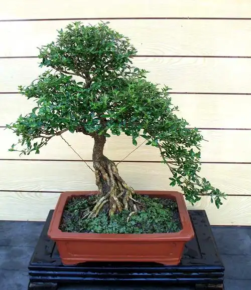 六月雪花飘——六月雪盆景