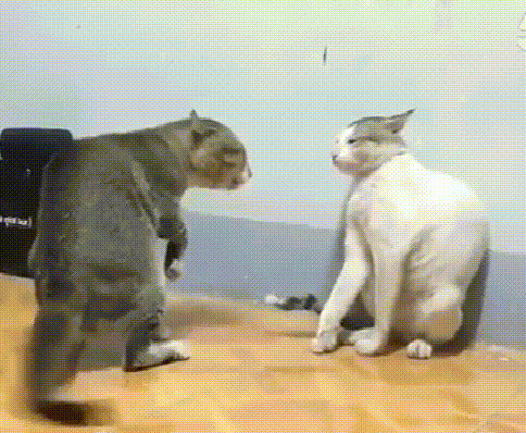 484_398gif 动态图 动图