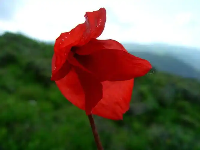 红色fashion青藏高原之红花绿绒蒿