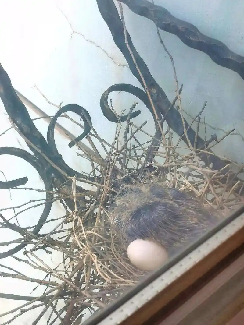 不知道经历了多少个日夜,小斑鸠出生了,但遗憾的是…只孵化出了 - 抖