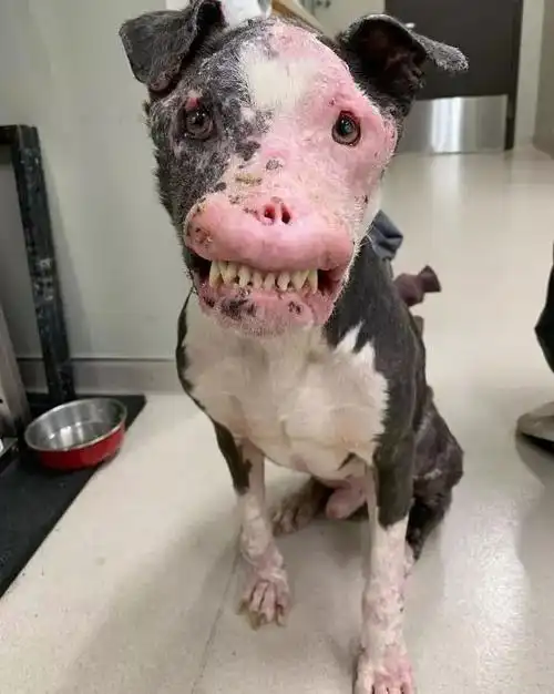 面对外表有点吓人的狗狗义工都被吓着了网友的留言却很暖心