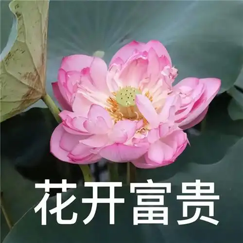 中老年人潮流荷花带字头像图片_微信头像_头像屋