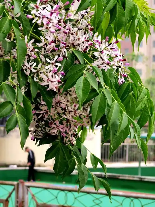 夏初苦楝花开香四溢