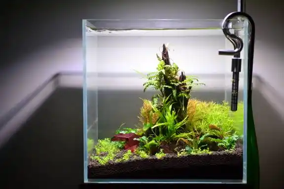30方缸,新手学着造个景 - 水草造景 - cta南美水族 - powered by