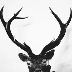 麋鹿森系头像情侣头像