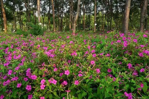 [紫茉莉]紫茉莉花期_种子种植方法