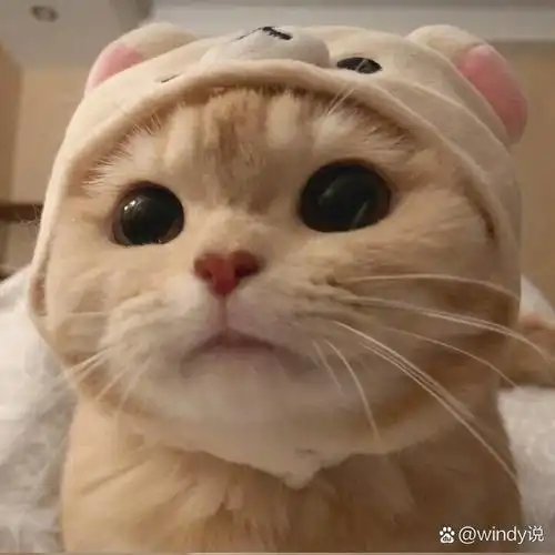 小奶猫头像|超呆萌|治愈萌物 人见人爱的小萌猫