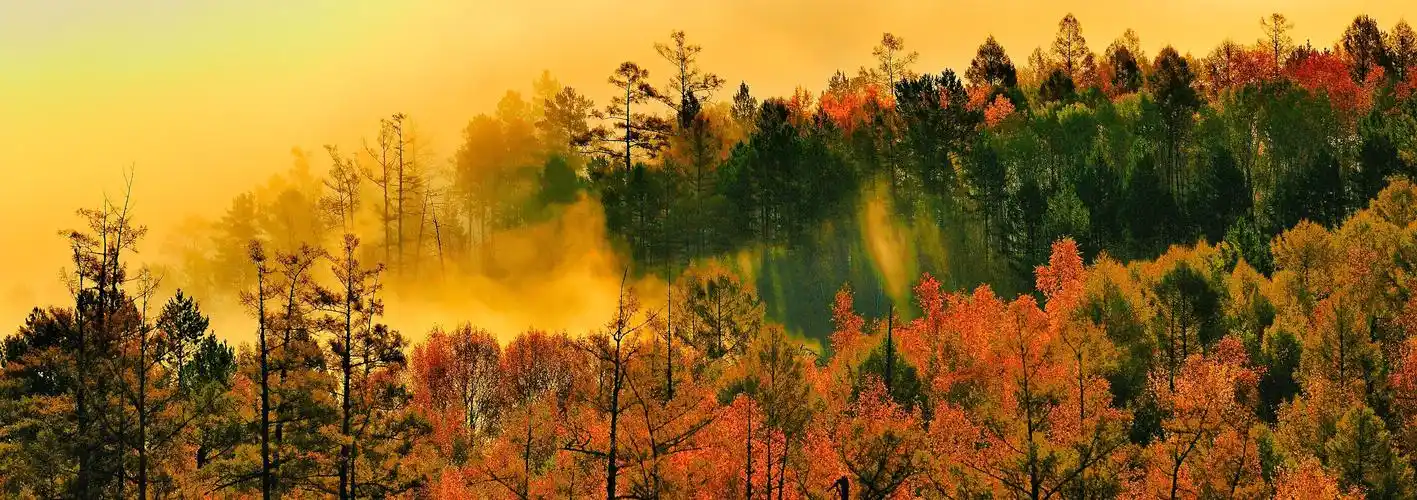 醉美秋色!图强林业局深秋实景美如油画!