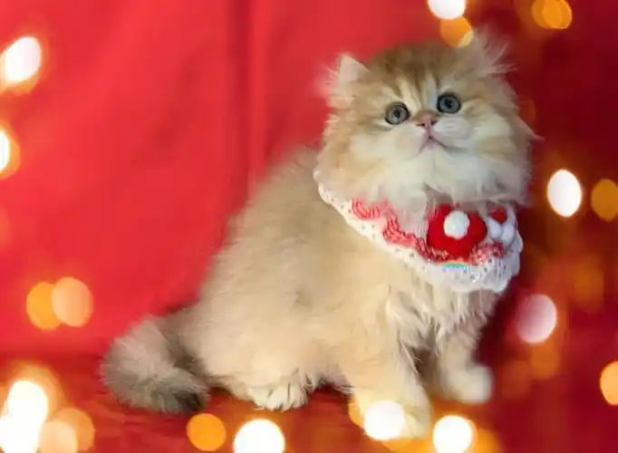 已有新家不论何时红色都是喜气洋洋的呀