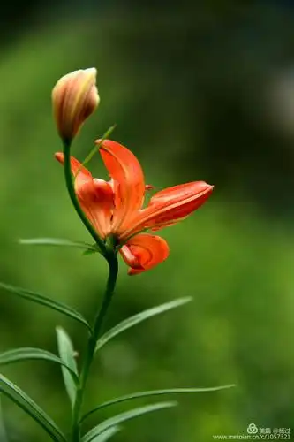 云山雾雨会仙女