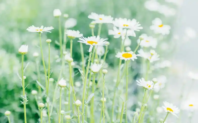 绿色护眼高清花卉植物图片壁纸