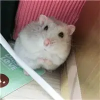萌萌哒可爱仓鼠头像