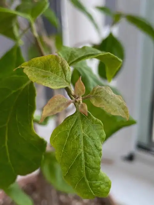 三角梅请问这是花苞还是装树