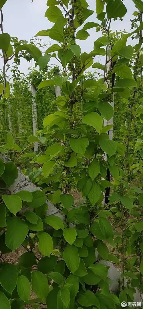 五味子床苗,挂果五味子苗