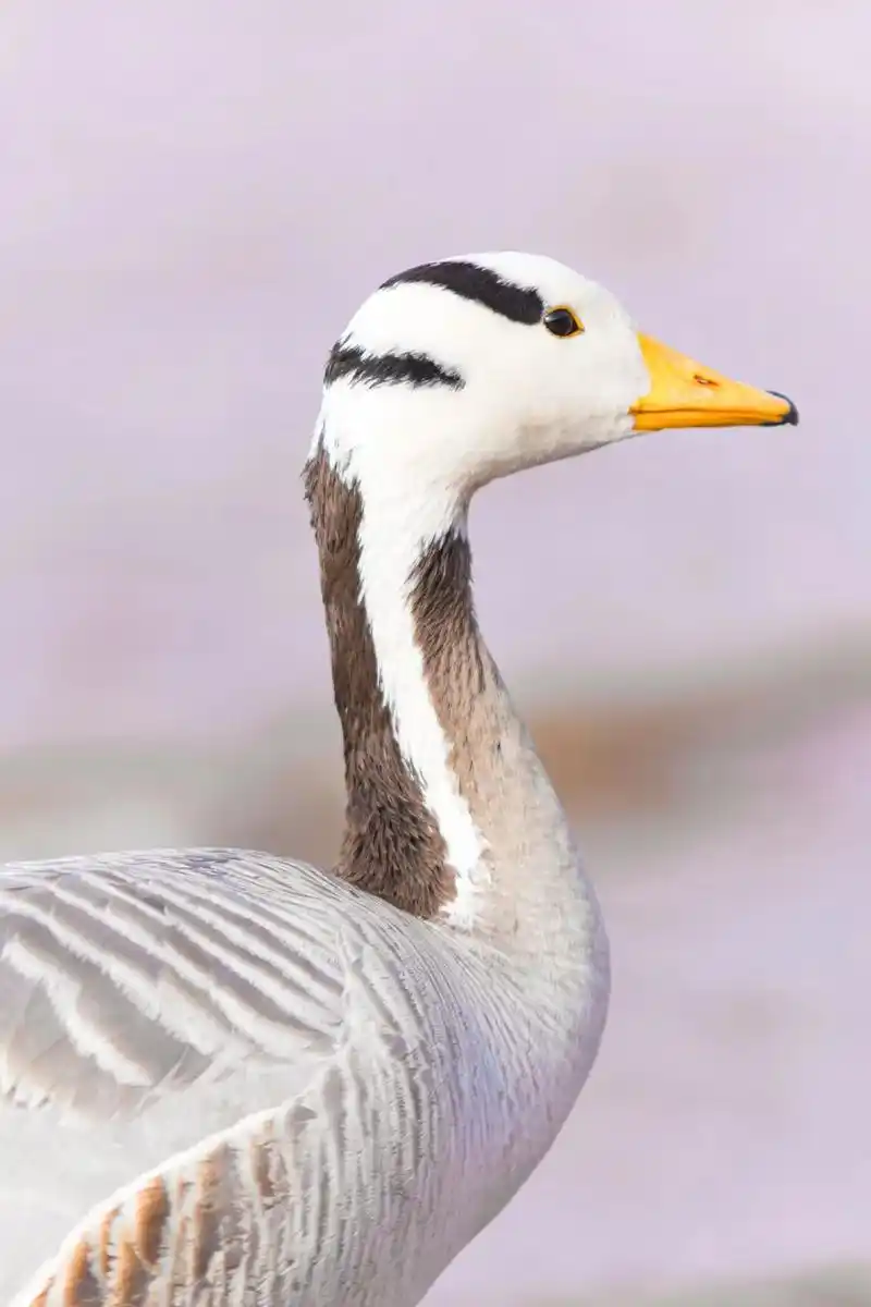 兰州中山桥惊现国家一级保护动物斑头雁.偷拍几张特写#斑头雁 - 抖音