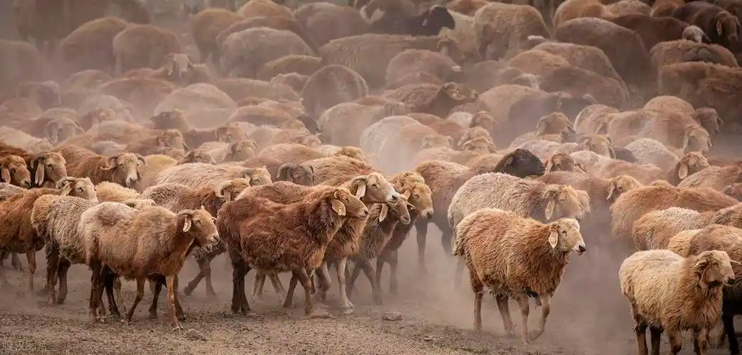 【生产性能】哈萨克大尾羊具有耐粗饲和善跋涉的特点,非常适宜放牧.