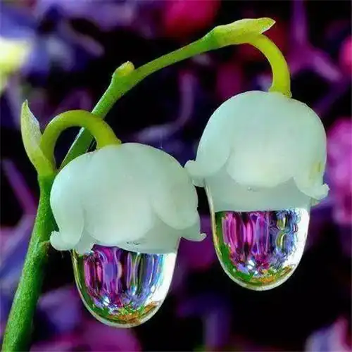 唯美鲜花头像 高清漂亮适合微信头像的花朵图片唯美_植物头像_头像屋