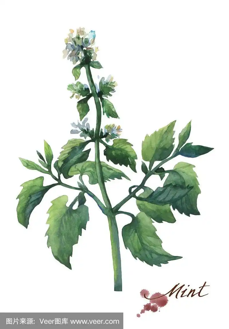 新鲜的薄荷枝和叶子.手绘水彩画在白色的背景.