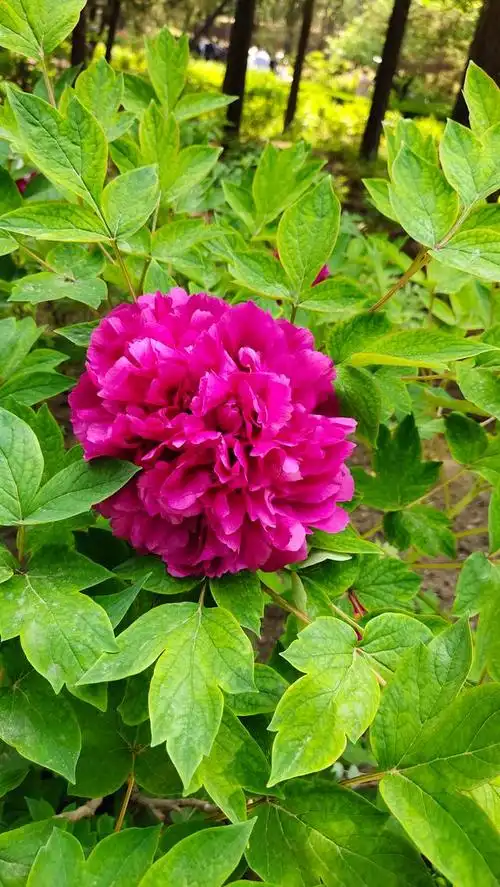 景山牡丹,醉美京城