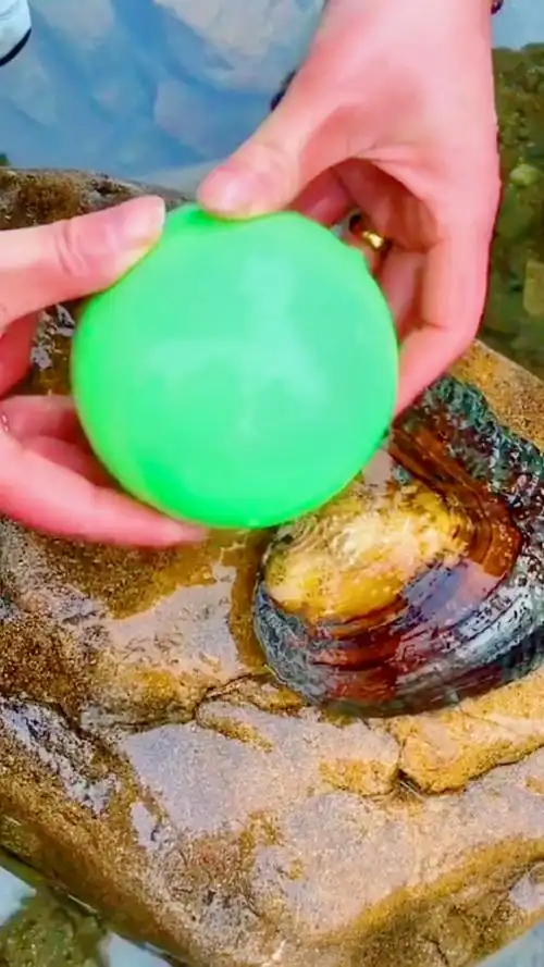 你见过最大的珍珠有多大?