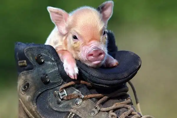 宠物猪会长大吗 宠物猪可爱图片大全