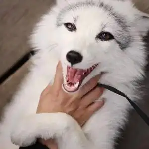 熊猫狐宠物狐狸犬科熊猫狐/狐狸幼崽人工养殖狐狸幼体狐狸活物