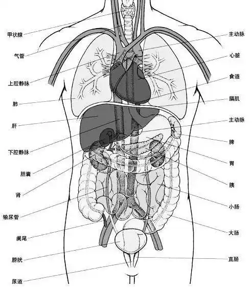 人体消化器官的手抄报手抄报版面设计图