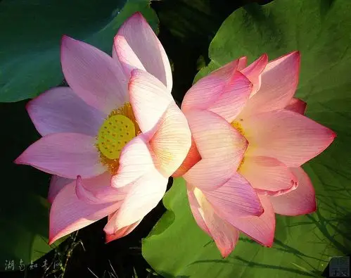 叶上初升并蒂莲