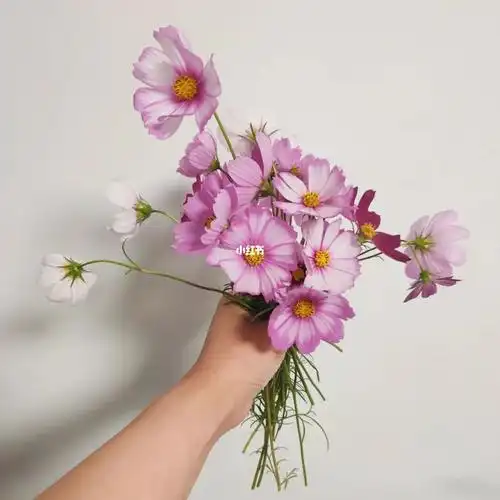 忍痛收割波斯菊