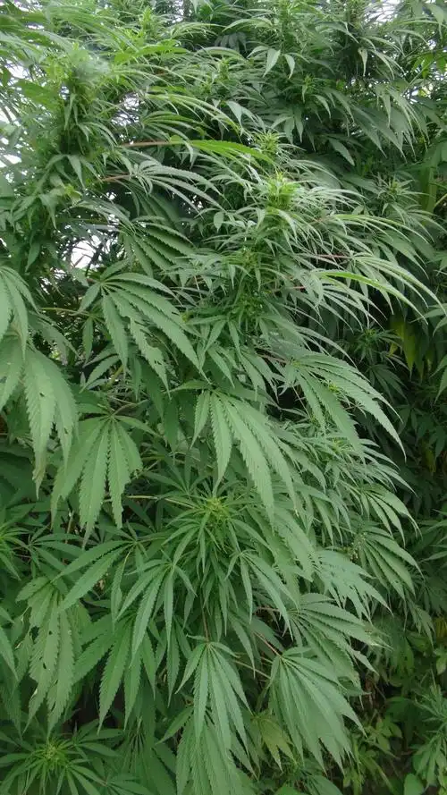 日月峡中草药:火麻仁