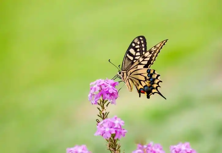 走进展馆玻璃大棚及周边花园,漫天飞舞的蝴蝶,五颜六色,姿态轻盈,在万