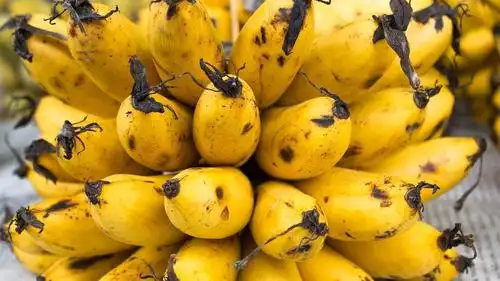 热带真菌疾病横扫全球作物专家称香蕉正面临灭绝危险