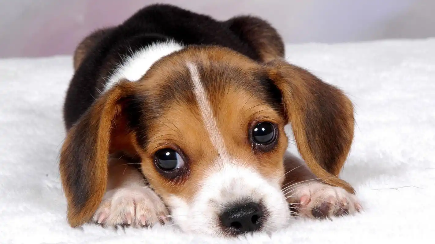 专注的眼眸 动物壁纸 动物图片大全 动物桌面壁纸大全 免费动物高清