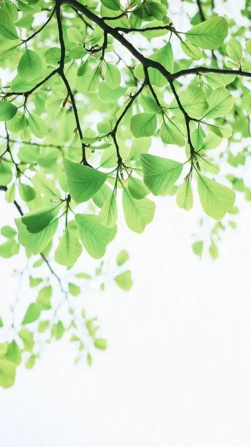 绿色小清新唯美写真