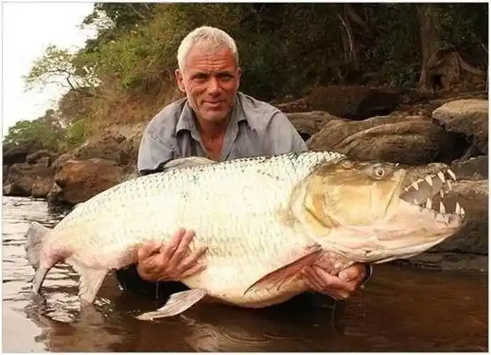 巨骨舌鱼又名巨滑舌鱼,是一种大型淡水鱼类,生活在世界上最原始的热带