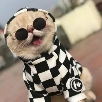 高清霸气真实雄狮头像,动物头像图片-回车桌面