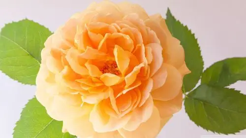 唯美康乃馨玫瑰花高清电脑壁纸 康乃馨,玫瑰花,花卉,唯美