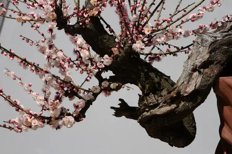 0 快门:1/1000 iso:100 曝光补偿:0/1ev 焦距:200/1mm 文字梅花.