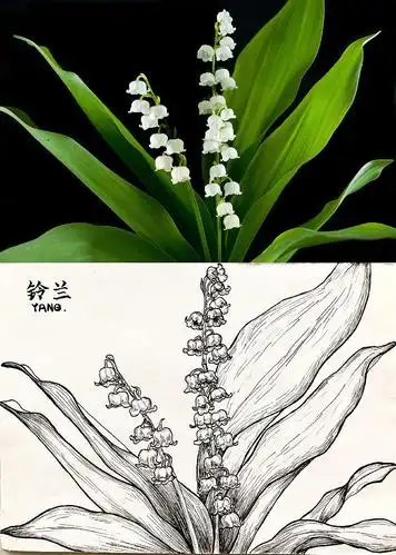 喜欢画植物线描