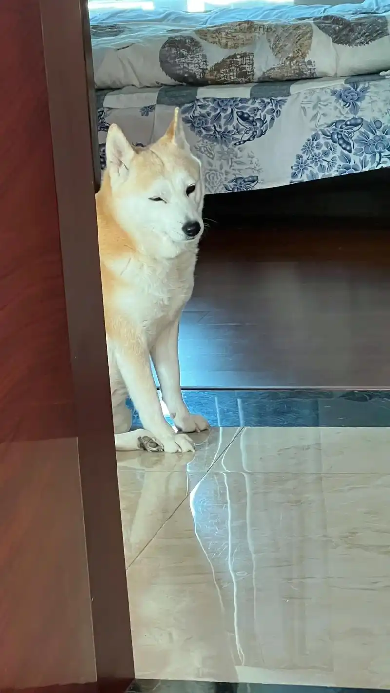 一只狗独自靠着墙发呆 #柴犬 #陶喆 #沙滩 - 抖音