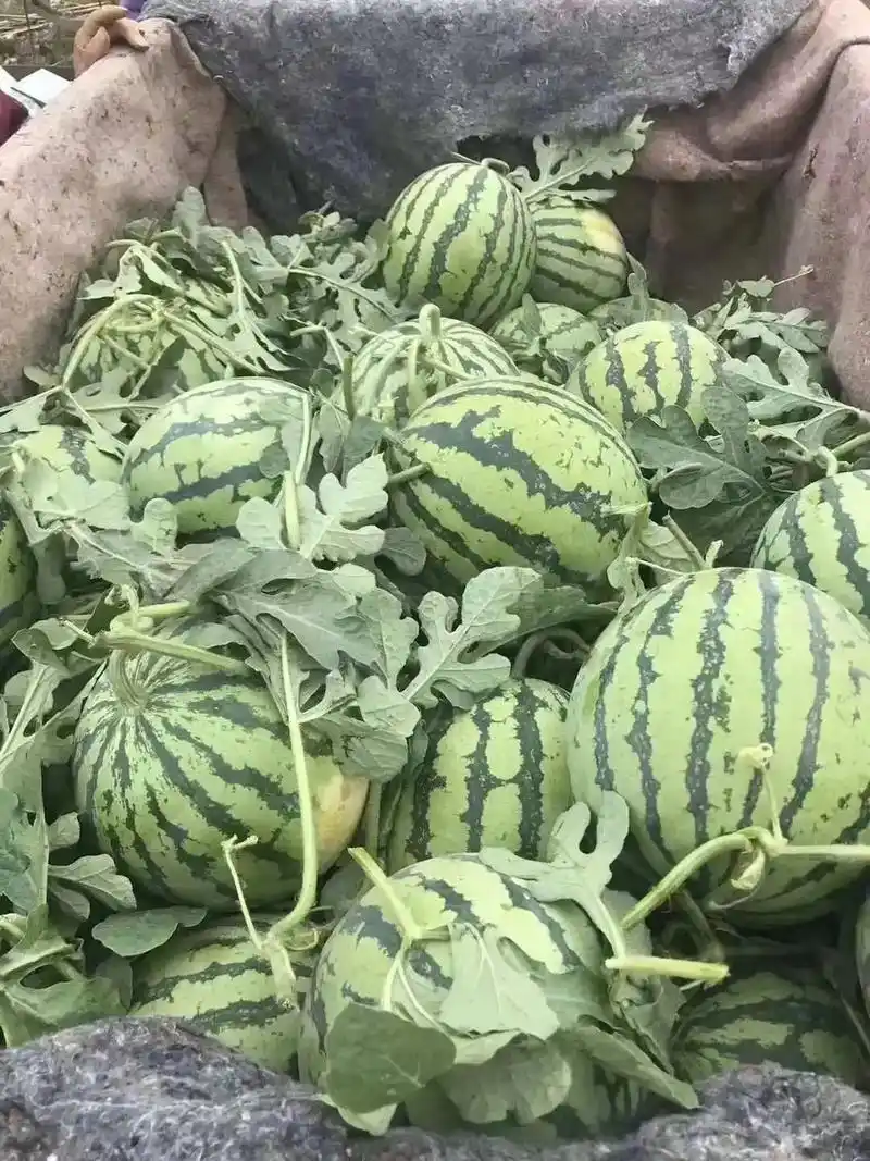 刚到货的新鲜8424黑籽西瓜,还有美味甜瓜.特惠价8元一斤. - 抖音