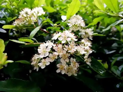 米子杂记/火棘花,美吧