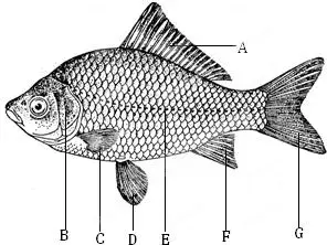 鲫鱼结构图简笔画
